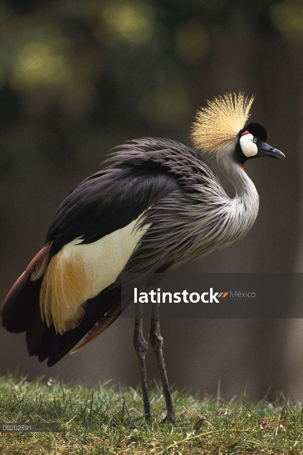 Retrato de la grulla de cabeza gris (Balearica regulorum), nativo a lo largo de África oriental y su