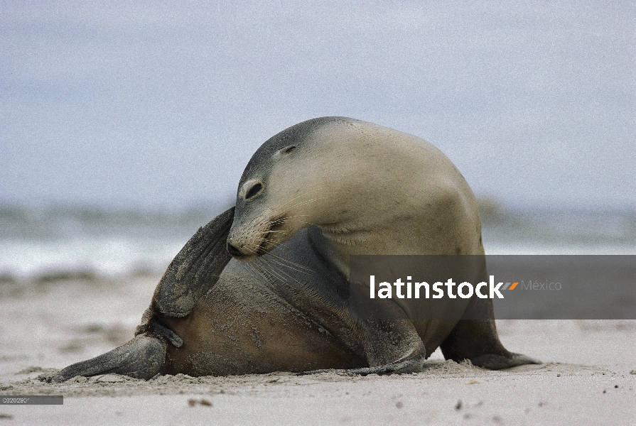 León de mar australiano (Neophoca cinerea) rascando su cabeza, Isla Canguro, Australia