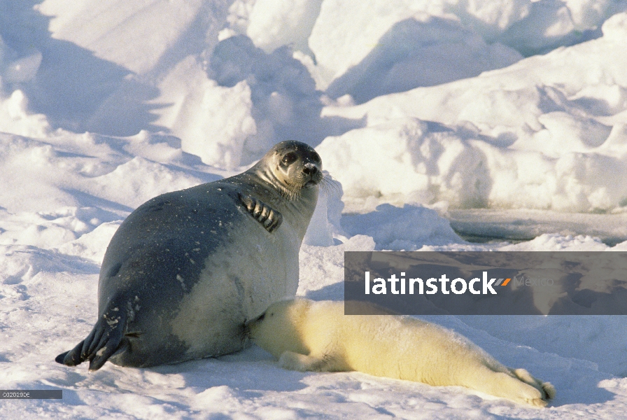 Sello de arpa (Phoca groenlandicus) madre enfermería pup, Marina del este de Norteamérica