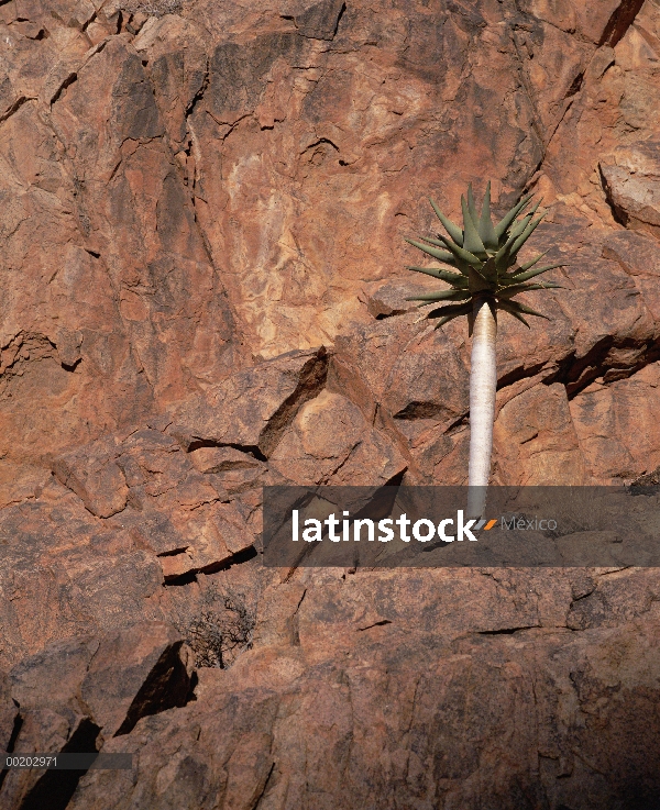 Árbol de la aljaba (Aloe dichotoma) en la cornisa rocosa, Parque Nacional Namib-Naukluft, Namibia