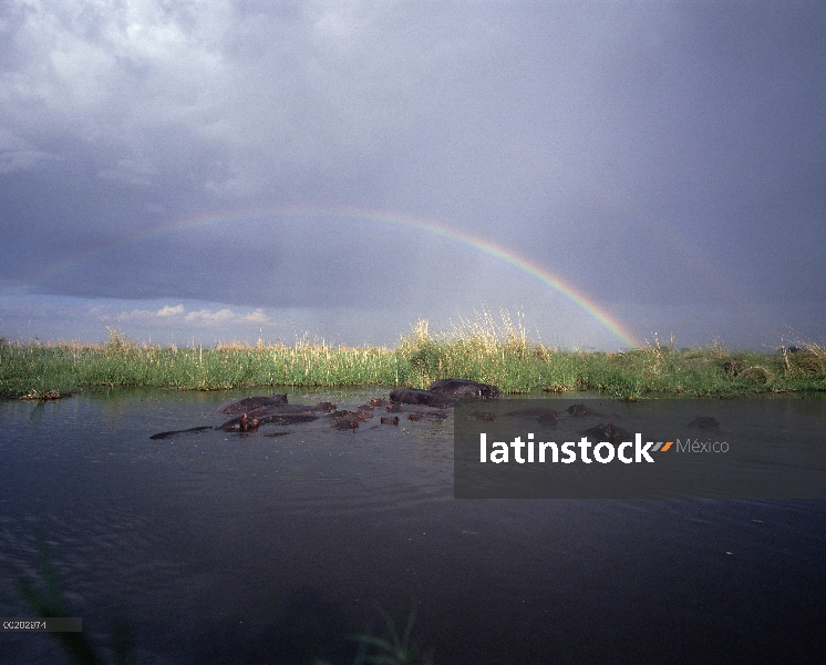 Grupo de hipopótamo (Hippopotamus amphibius) remojo en Río Linyanti, con arco iris en el fondo, rese