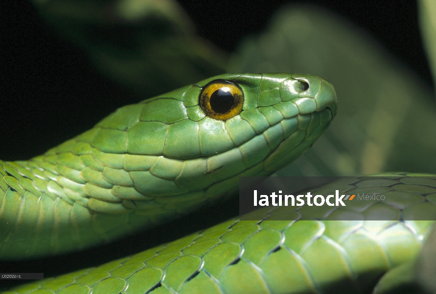 Natal serpiente verde (Philothamnus natalensis) retrato, Ndumo Game Reserve, Sudáfrica