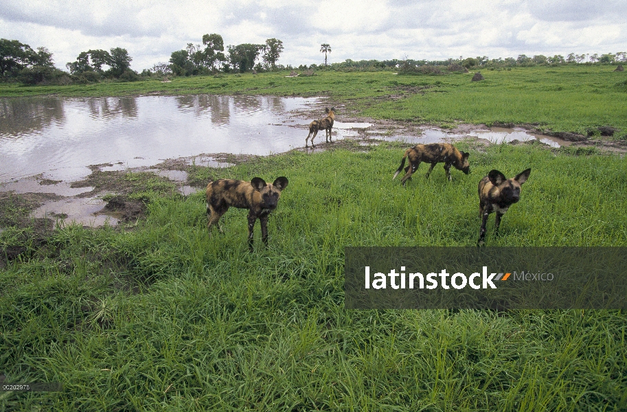 Paquete de perro salvaje africano (Lycaon pictus) en el pozo de agua, reserva de la fauna de Moremi,