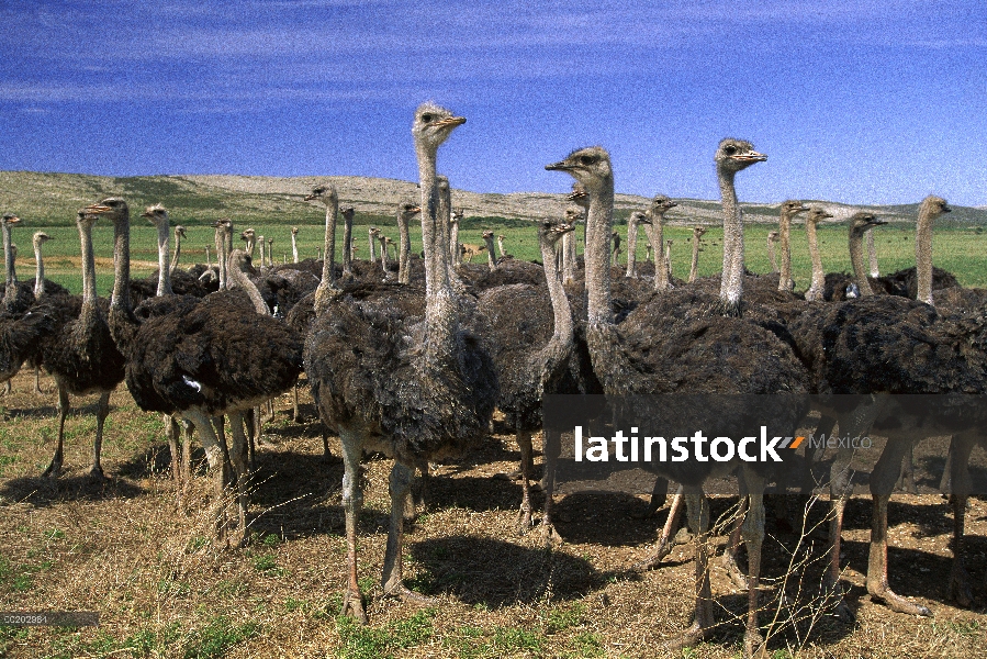 Hembras de avestruz (Struthio camelus) en granja comercial grande, cerca de Kruldfontein, occidental