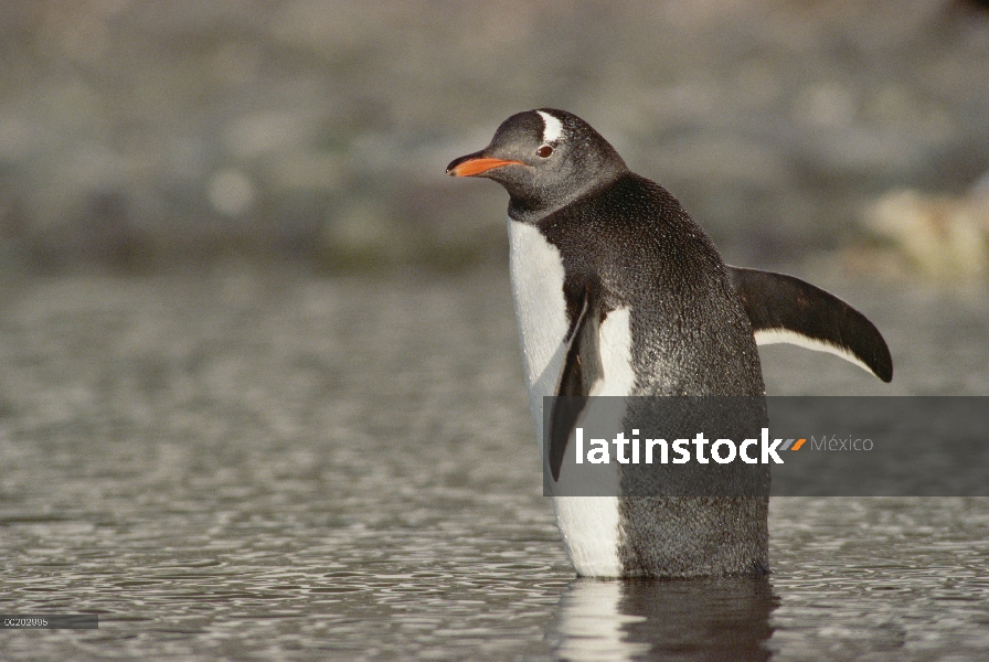 Pingüino de Gentoo (Pygoscelis papua) vadear aguas poco profundas, Isla Media Luna, Antártida: Penín