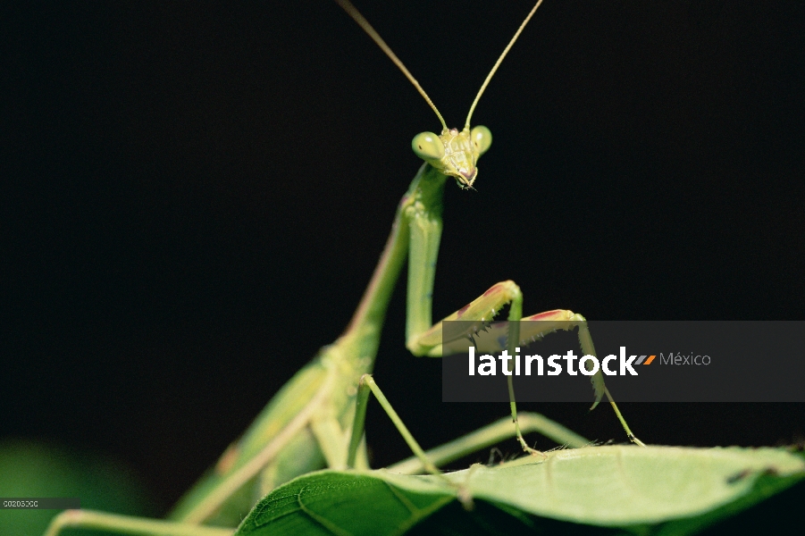 Mantis religiosa (Mantis sp) retrato, Ndumo Game Reserve, Sudáfrica