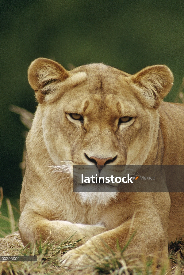 Retrato femenino de León africano (Panthera leo), Reserva Nacional de Masai Mara, Kenia