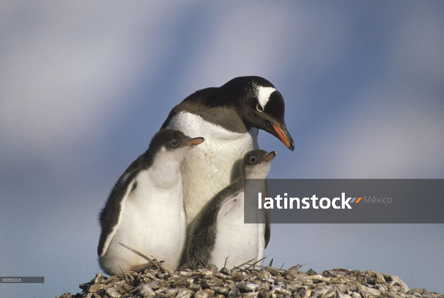 Padre del pingüino (Pygoscelis papua) con dos polluelos en el nido, Península Antártica, Antártida