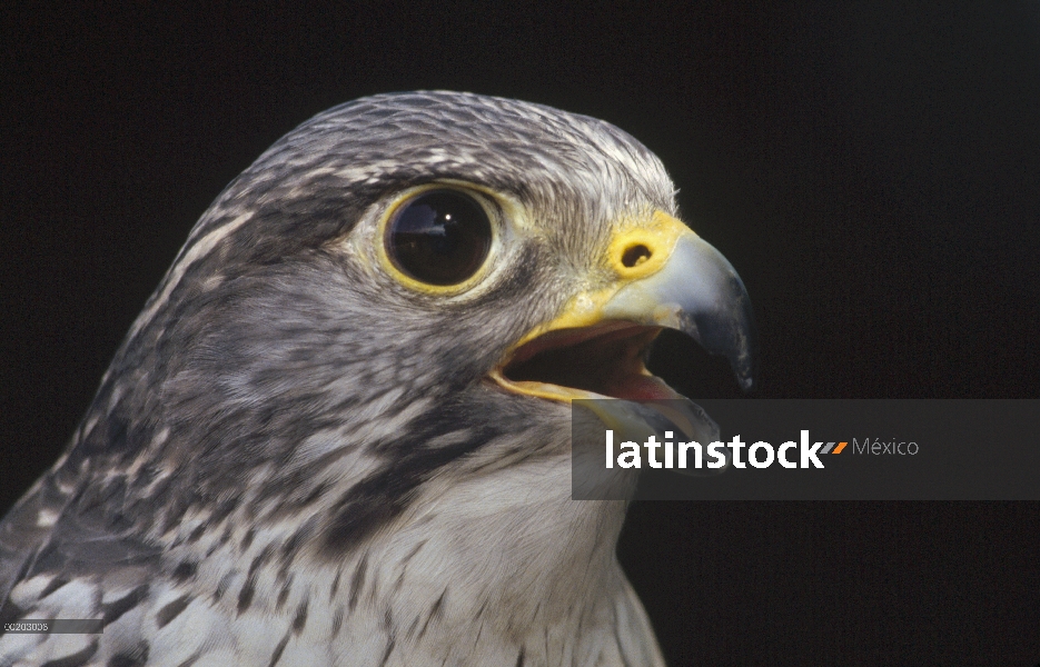 Retrato de halcón gerifalte (Falco rusticolus), América del norte