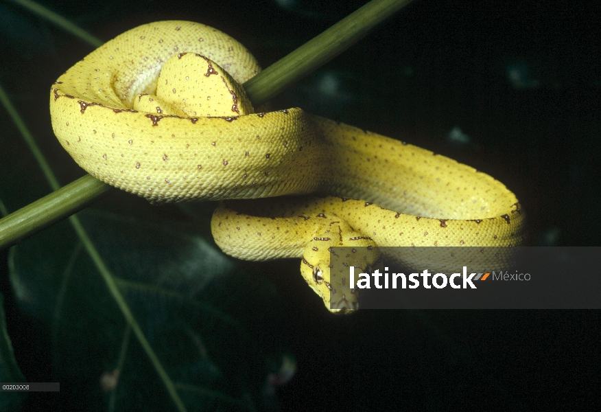 Retrato juvenil de Green Tree Python (Chondropython viridis), nativa de Nueva Guinea, Woodland Park 