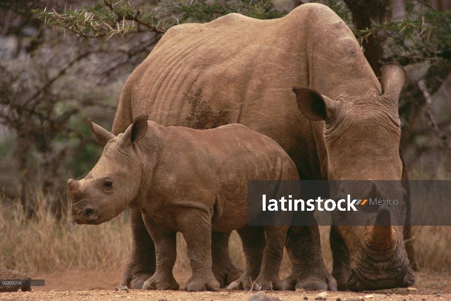 Madre de rinoceronte blanco (simum de Ceratotherium) con becerro, Lewa Wildlife Conservancy, Kenia