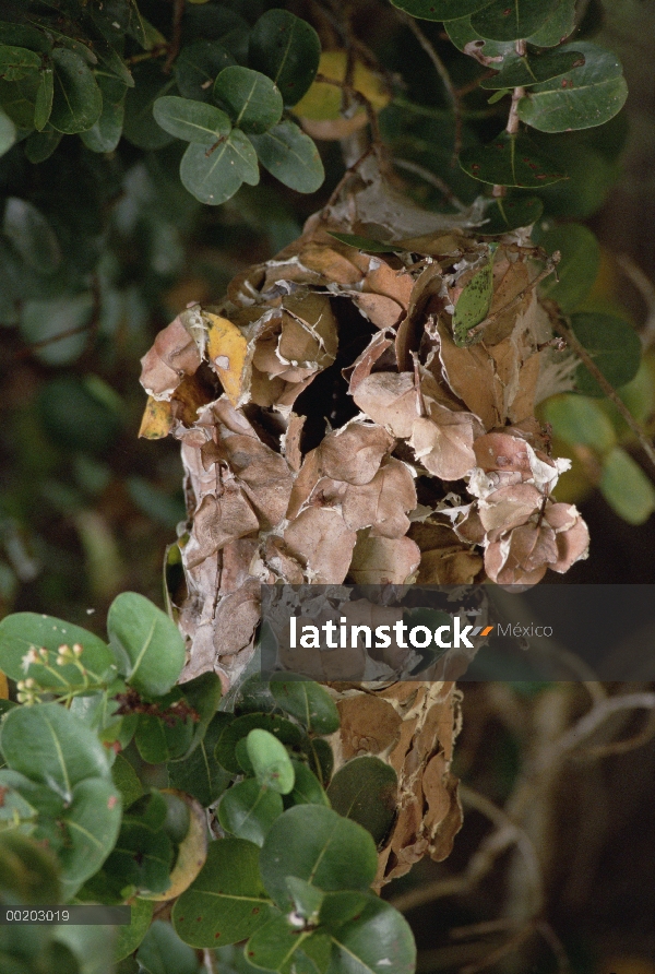 Hormiga tejedora (Oecophylla longinoda), reserva forestal costera de Maputaland, Sudáfrica