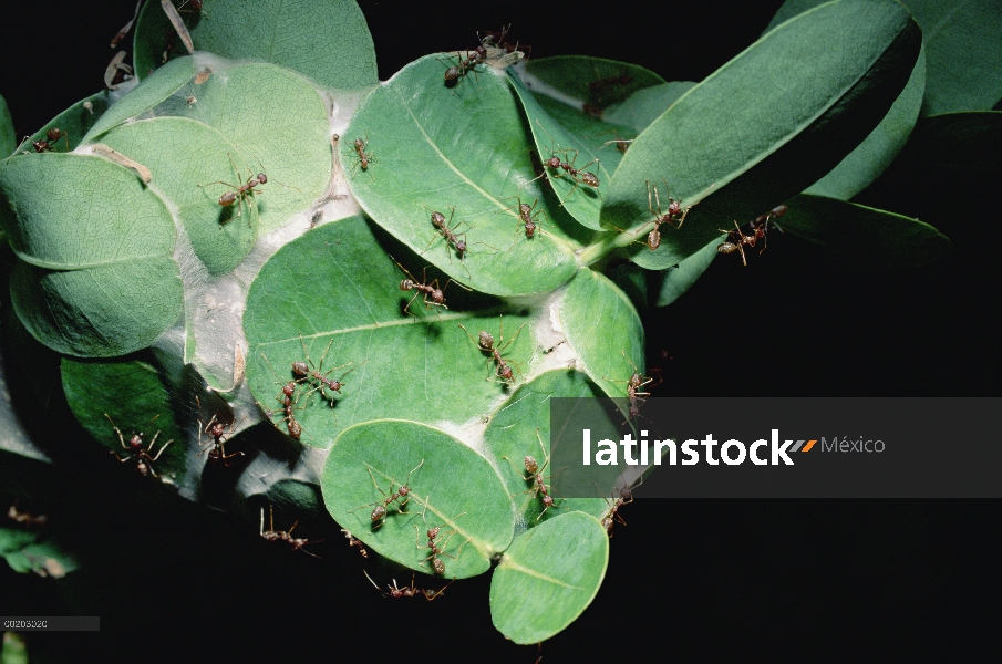 Sale de Colonia de hormiga tejedora (Oecophylla longinoda) tejido nido de baya del agua, reserva for