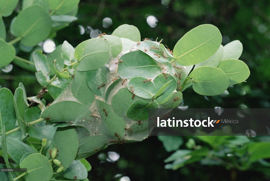 Sale de Colonia de hormiga tejedora (Oecophylla longinoda) tejido nido de baya del agua, reserva for