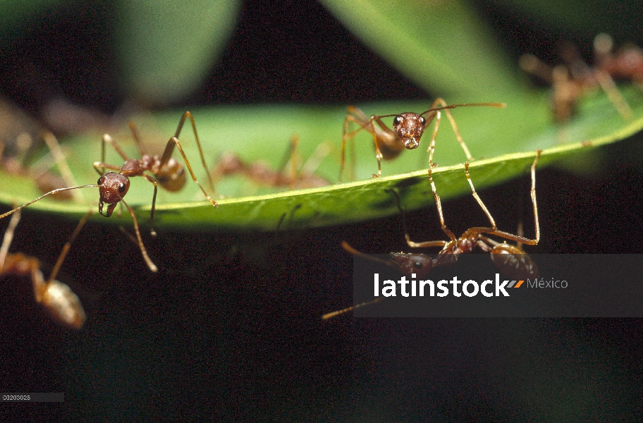 Trabajadores de hormiga tejedora (Oecophylla longinoda) en Berry de agua (Syzygium cordatum) hojas, 