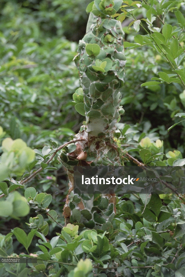 Nido de hormiga tejedora (Oecophylla longinoda) tejido de agua baya hojas, reserva forestal costera 