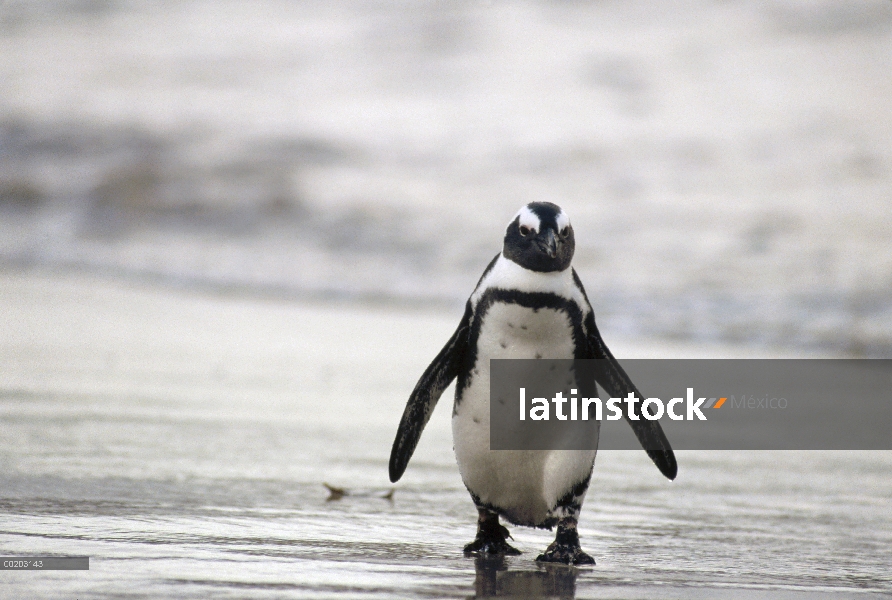 Negro-footed Penguin (Spheniscus demersus) muda en la playa, cabo de buena esperanza, Sudáfrica