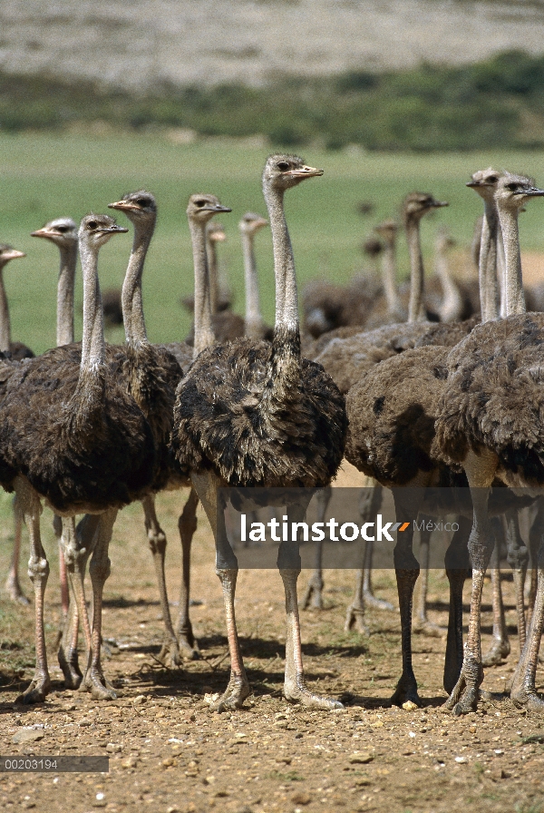 Grupo de avestruz (Struthio camelus) en granja comercial grande cerca de Kkruldfontein, occidental S