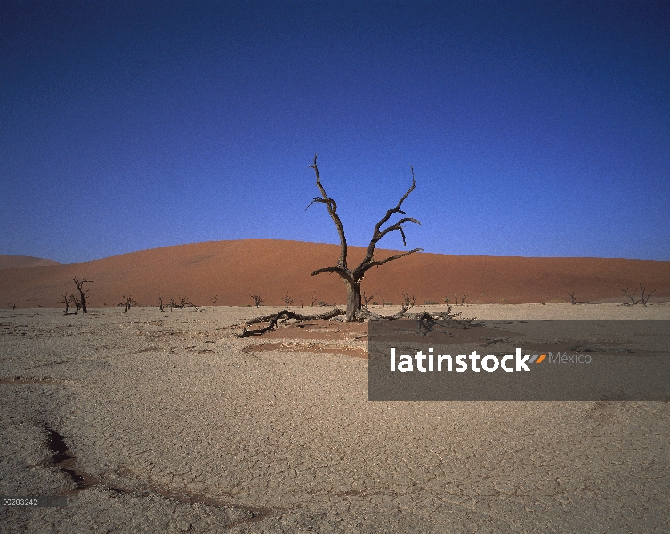 Camelthorn (Alhagi maurorum) pega en el desierto pan, Parque Nacional Namib-Naukluft, Namibia