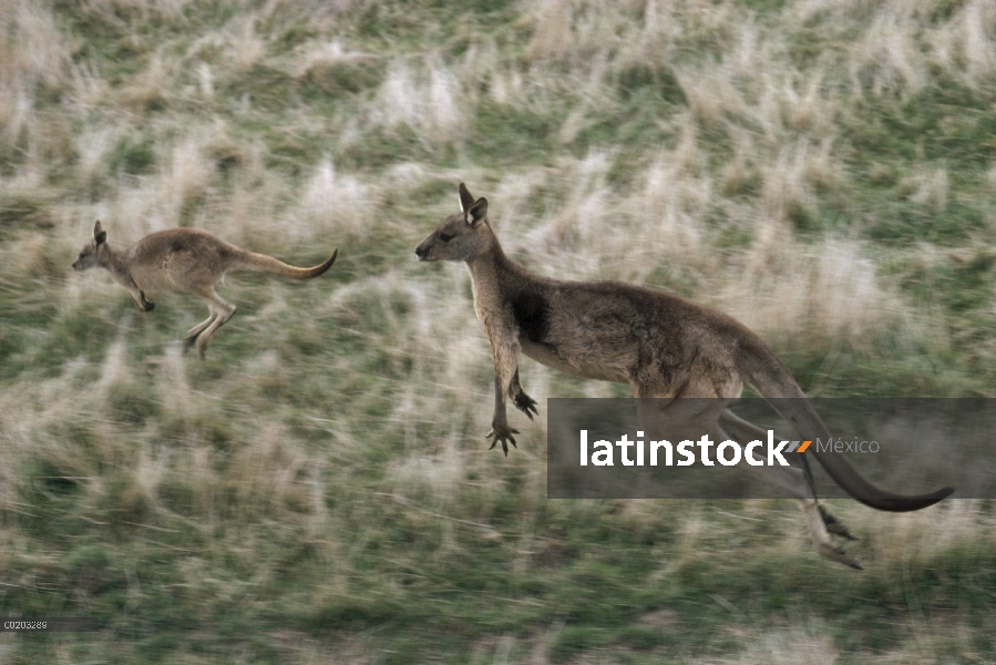 Este madre canguro gris (Macropus giganteus) y jóvenes de la lupulización, Australia oriental