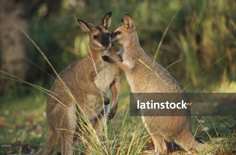 Par de cariñosas BATONAS Wallaby (Macropus parryi), suroriental Australia