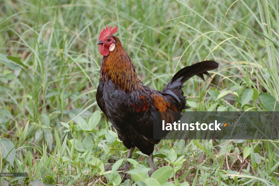 Gallo (Gallus domesticus) nacional de América del norte para pollo