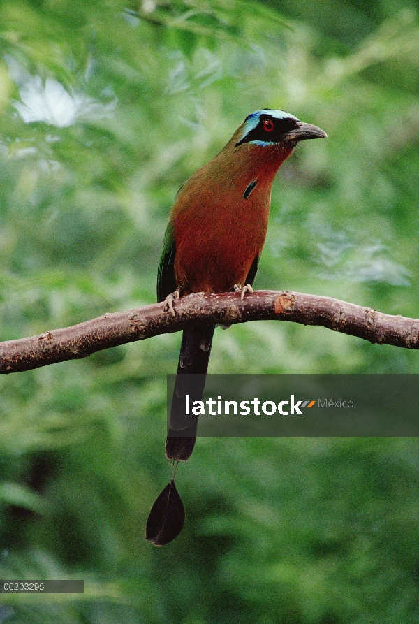 Motmot de corona azul (Momotus momota), Trinidad, Caribe