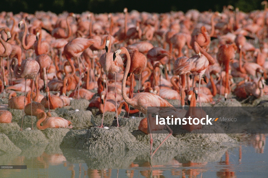 Mayor colonia de anidación de flamenco (Phoenicopterus ruber) con nidos de barro, Parque Nacional In