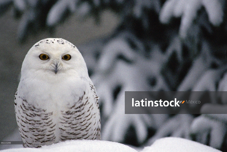 Búho nival (Nyctea scandiaca) camuflado contra nieve, América del norte