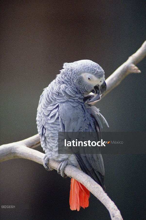 Loro gris africano (Psittacus erithacus) preening, África del este