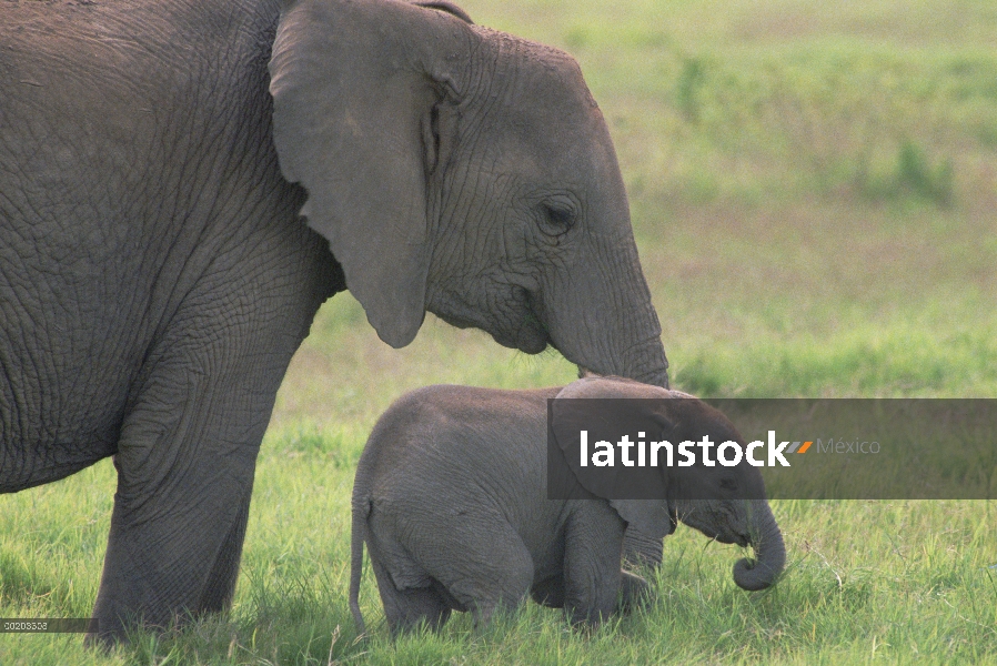 Elefante africano (Loxodonta africana) madre y el bebé, Parque Nacional de Amboseli, Kenia