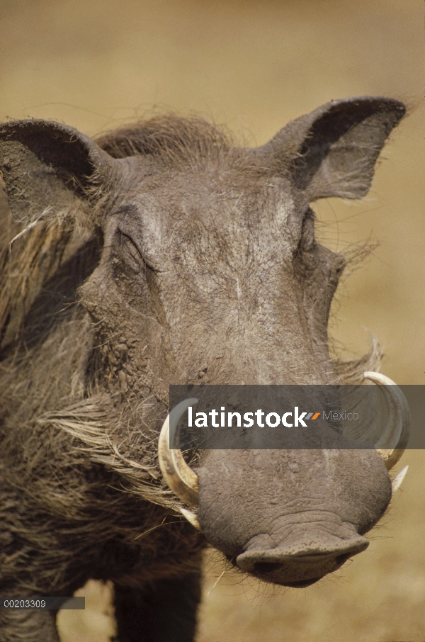 Retrato del cabo Warthog (aethiopicus de Phacochoerus), Kenia