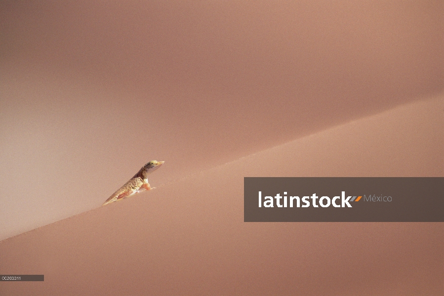 Desierto lagarto de Anchieta (Meroles anchietae) en la cara de la duna de arena, Parque Nacional de 