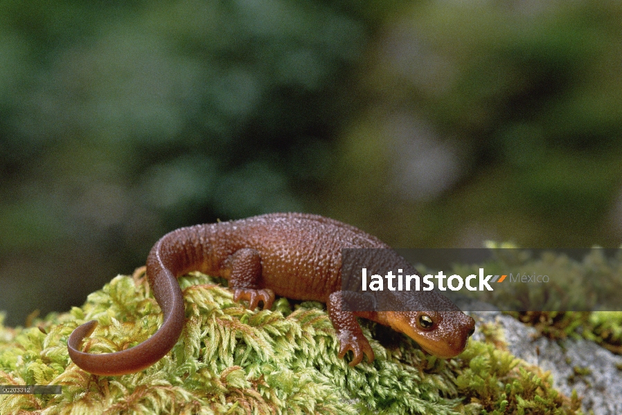 Piel áspera Newt (Taricha granulosa) retrato, bosque nacional Siskiyou Oregon