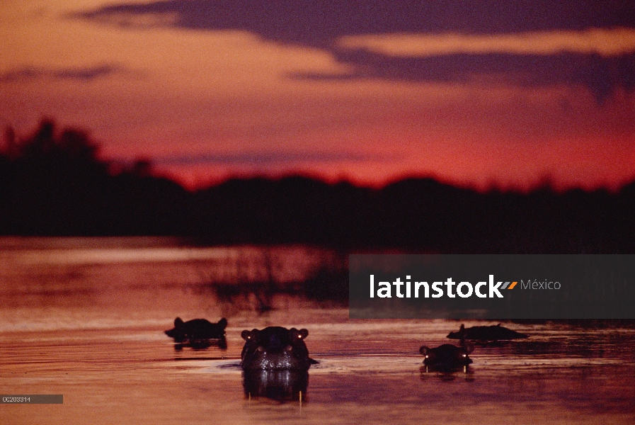 Grupo de hipopótamo (Hippopotamus amphibius) en el río al atardecer, reserva Moremi, río Linyanti, B