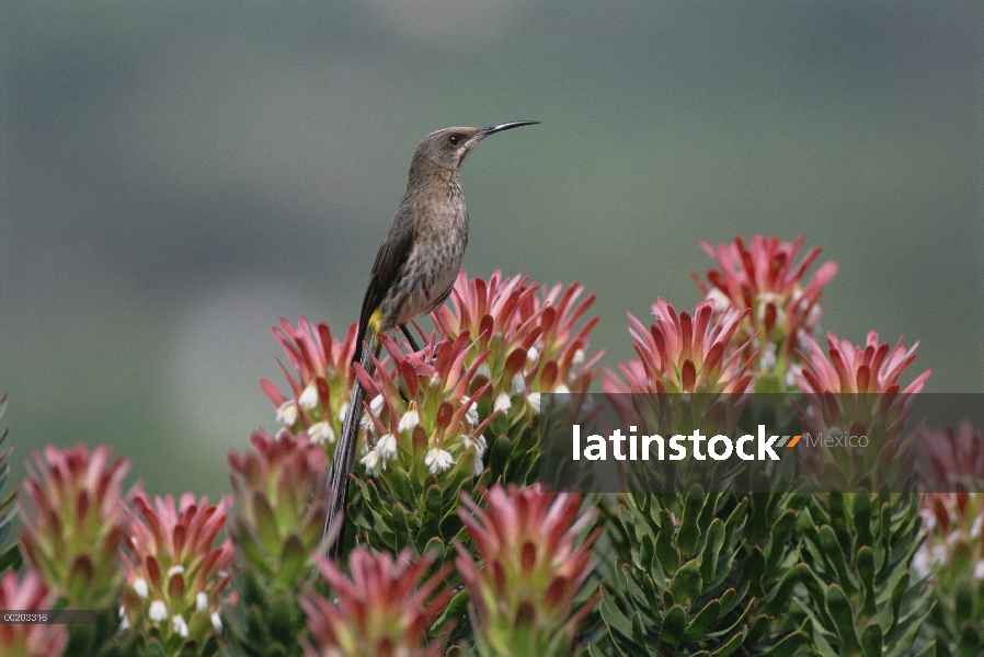 Hombre del cabo Sugarbird (Promerops cafer) perchas en flores Protea (protea de Mimetes), jardín Kir