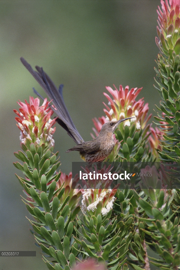 Hombre del cabo Sugarbird (Promerops cafer) perchas en flores Protea (protea de Mimetes), jardín Kir