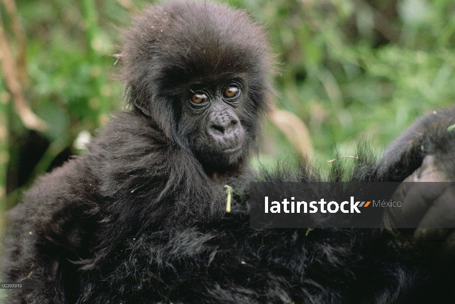 La montaña gorila (Gorilla gorilla beringei) bebé, montañas de Virunga, República Democrática del Co