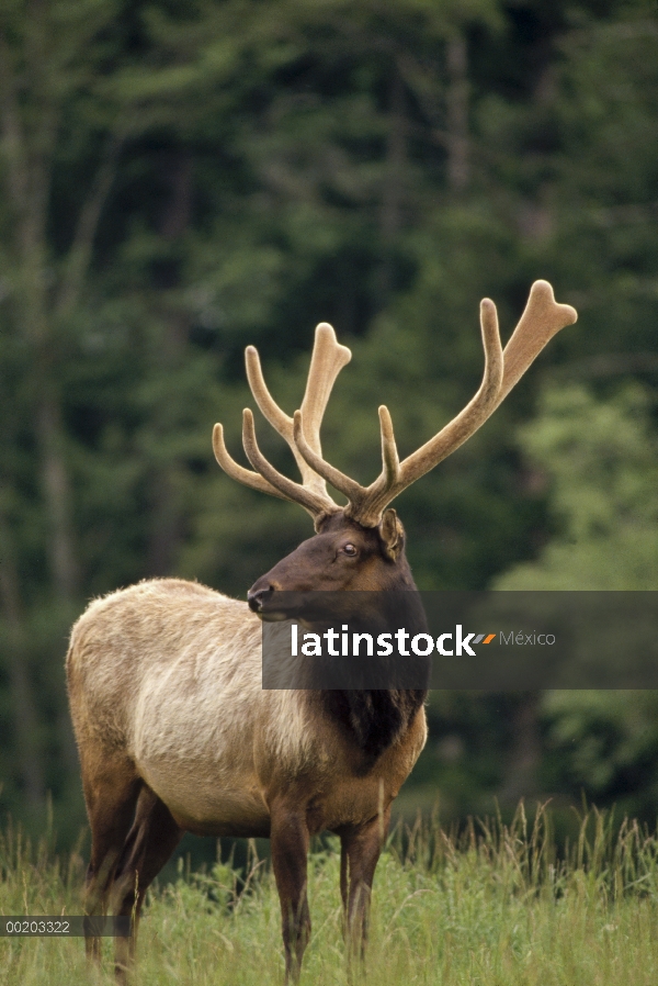 Retrato masculino de Elk (Cervus elaphus), oeste de Norteamérica