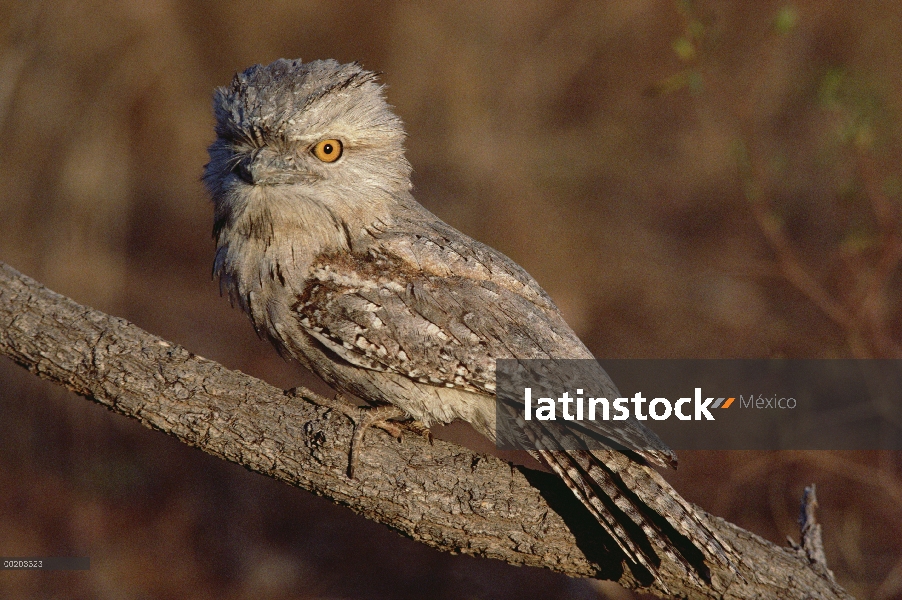 Tawny Frogmouth (Podargus strigoides) perchado en la rama, Australia