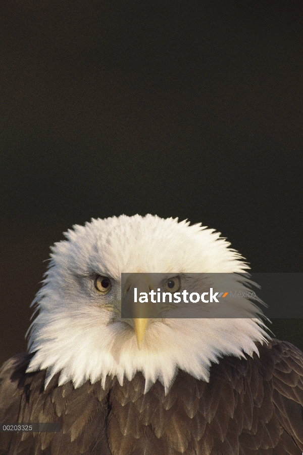 Retrato de águila calva (Haliaeetus leucocephalus), América del norte