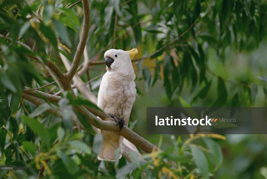 Azufre Crestado cacatúa (Cacatua galerita) perchado en la rama, Nueva Guinea