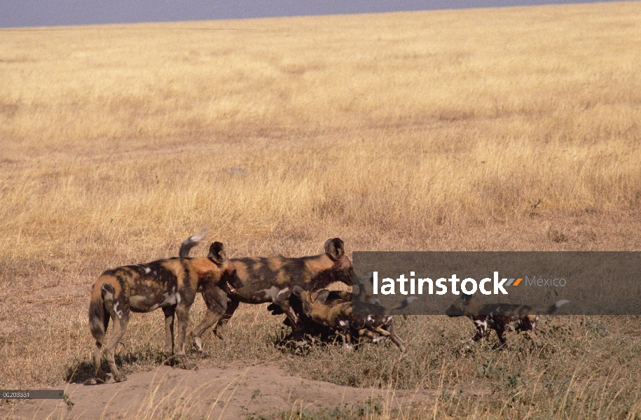 Familia de perro salvaje africano (Lycaon pictus) en den, sur del desierto del Sahara, África