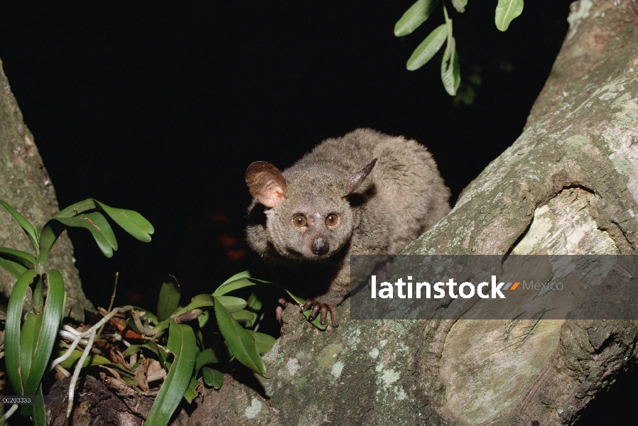 Baby Bush comadreja (Otolemur crassicaudatus) en árbol, reserva forestal costera de Maputaland, Sudá