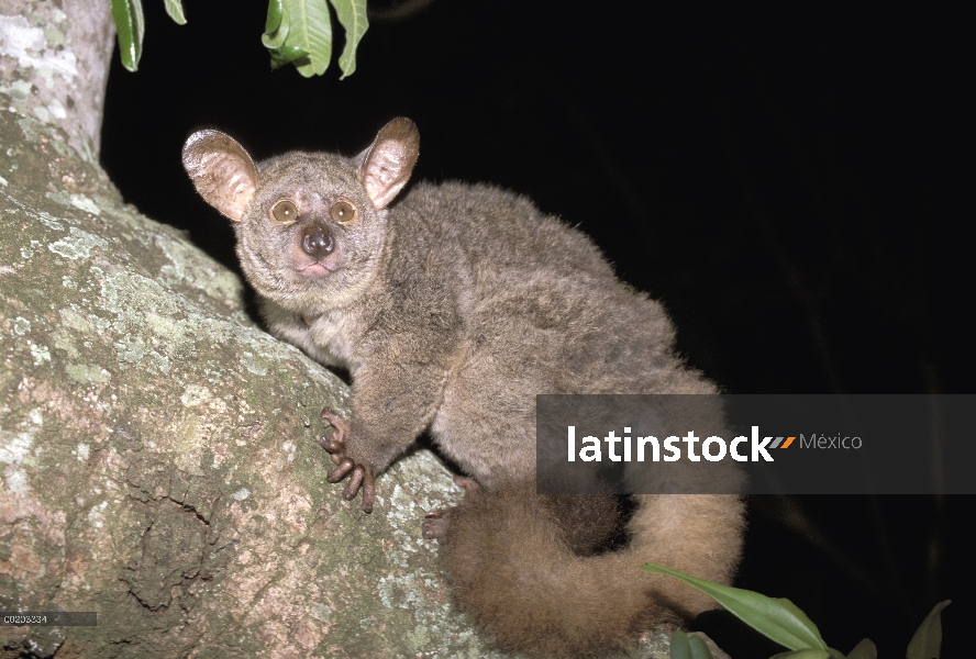 Baby Bush comadreja (Otolemur crassicaudatus) en árbol, reserva forestal costera de Maputaland, Sudá