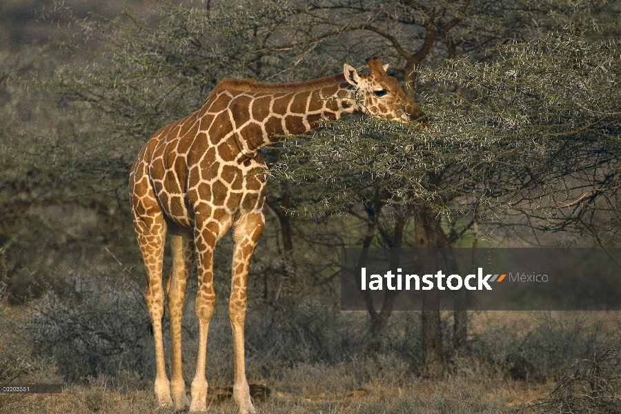 Jirafa Reticulada (Giraffa reticulata) en árboles de Acacia (Acacia drepanolobium), Lewa Wildlife Co