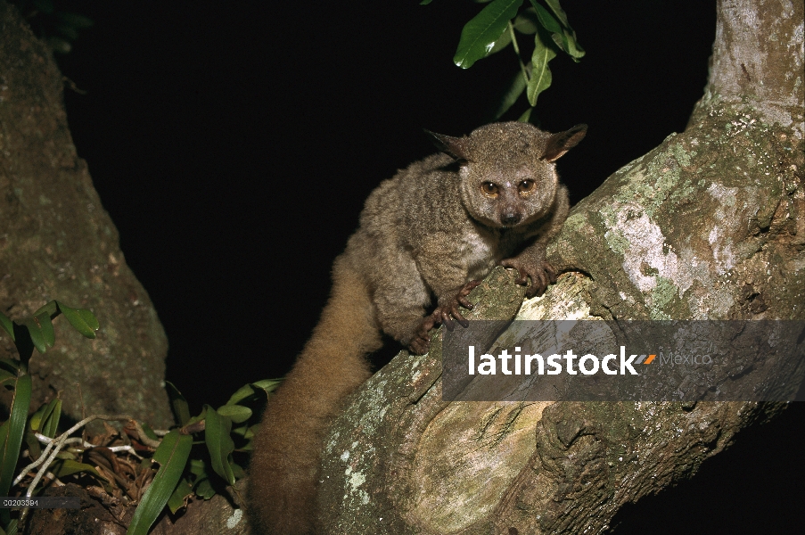 Baby Bush comadreja (Otolemur crassicaudatus) en el árbol de la noche, reserva forestal costera de M