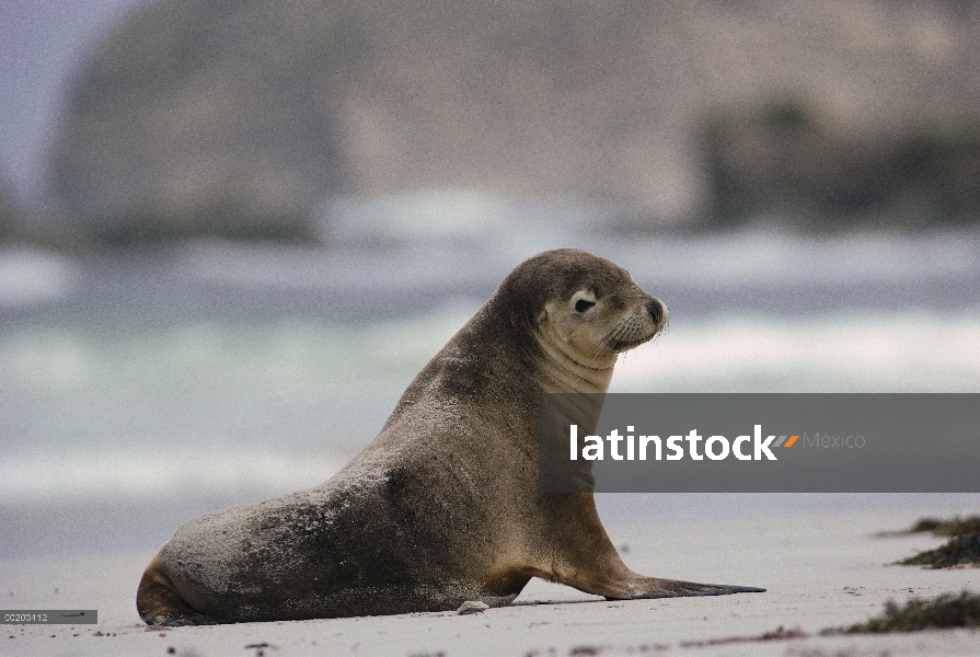 León marino australiano (Neophoca cinerea) en la playa, Isla Canguro, Australia