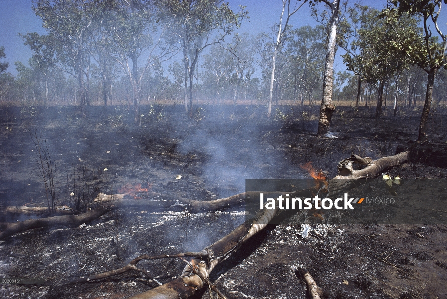 Fuego de Bush quema hierbas secas y eucaliptos, Parque Nacional de Kakadu, Australia