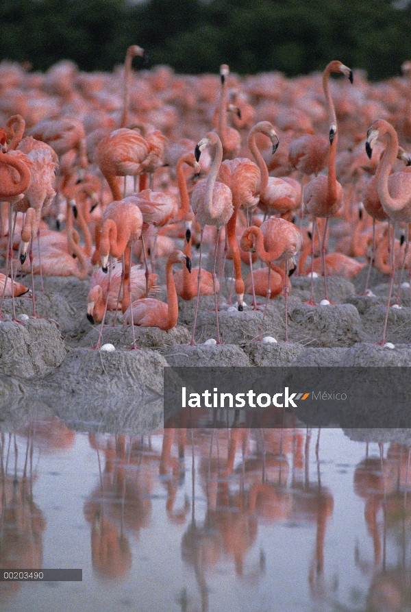 Mayor grupo de flamenco (Phoenicopterus ruber) en el borde de las aguas, Parque Nacional Inagua, Bah